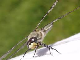 Attēlu rezultāti vaicājumam “Libellula quadrimaculata exuvia”