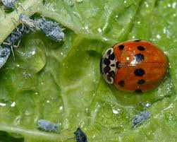 Attēlu rezultāti vaicājumam “Adalia decempunctata”