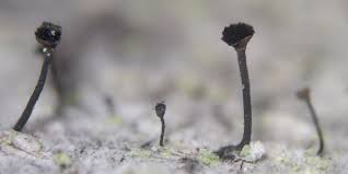 Attēlu rezultāti vaicājumam “Calicium viride”