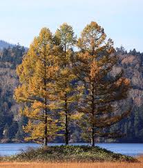 Attēlu rezultāti vaicājumam “Larix kaempferi fruit”