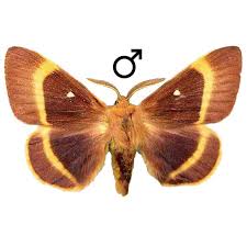 Attēlu rezultāti vaicājumam “Lasiocampidae”