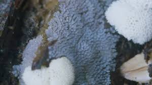 Attēlu rezultāti vaicājumam “Ceratiomyxa fruticulosa young”