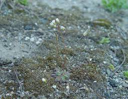 Attēlu rezultāti vaicājumam “Erophila verna fruit”