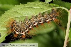 Attēlu rezultāti vaicājumam “Euproctis similis larva”