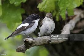 Attēlu rezultāti vaicājumam “Ficedula hypoleuca juvenile”