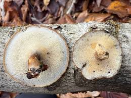 Attēlu rezultāti vaicājumam “Basidiodendron”