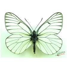 Attēlu rezultāti vaicājumam “Lycaena hippothoe underside”