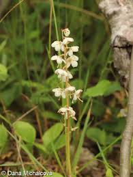 Attēlu rezultāti vaicājumam “Pyrola rotundifolia”