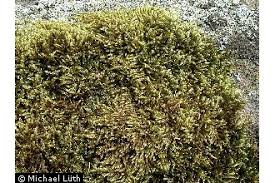 Attēlu rezultāti vaicājumam “Hypnum cupressiforme”