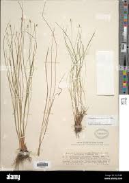 Attēlu rezultāti vaicājumam “Trichophorum alpinum fruit”