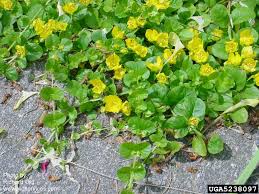 Attēlu rezultāti vaicājumam “Lysimachia nummularia leaf”