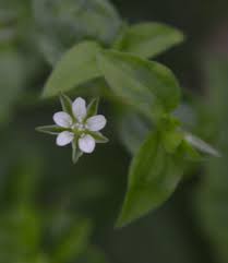 Attēlu rezultāti vaicājumam “Moehringia trinervia bud”