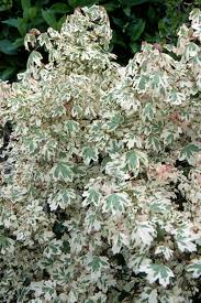 Attēlu rezultāti vaicājumam “Acer campestre flower”