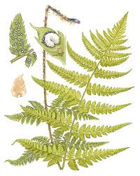 Attēlu rezultāti vaicājumam “Dryopteris carthusiana”