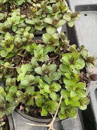 Attēlu rezultāti vaicājumam “Mentha x piperita leaf”