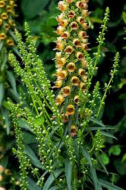 Image result for Digitalis ferruginea