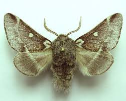 Attēlu rezultāti vaicājumam “Eriogaster lanestris”