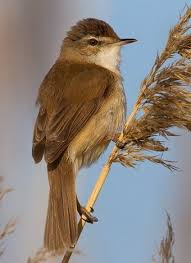 Image result for Acrocephalus agricola