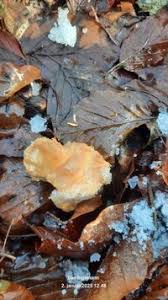 Attēlu rezultāti vaicājumam “Hydnum rufescens”