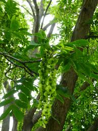 Attēlu rezultāti vaicājumam “Pterocarya fraxinifolia leaf”