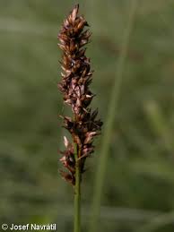 Attēlu rezultāti vaicājumam “Carex diandra”