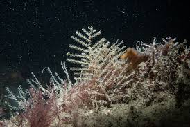 Attēlu rezultāti vaicājumam “Abietinella abietina var. hystricosa”