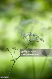 Attēlu rezultāti vaicājumam “Anthriscus sylvestris bud”