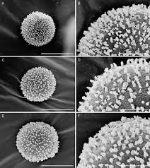Attēlu rezultāti vaicājumam “Trichia alpina sessile”