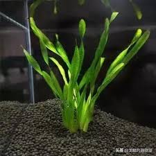 「扭蘭」的圖片搜尋結果