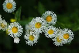 Attēlu rezultāti vaicājumam “Erigeron annuus flower”