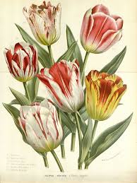 Attēlu rezultāti vaicājumam “Tulipa gesneriana flower”