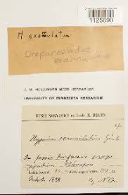 Attēlu rezultāti vaicājumam “Warnstorfia exannulata”