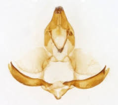 Attēlu rezultāti vaicājumam “Archips podana male”