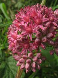 Attēlu rezultāti vaicājumam “Hylotelephium telephium bud”