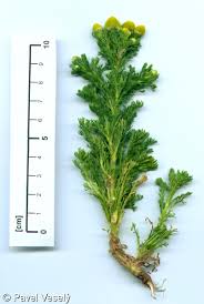 Attēlu rezultāti vaicājumam “Matricaria discoidea”