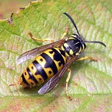 Attēlu rezultāti vaicājumam “Vespula germanica male”