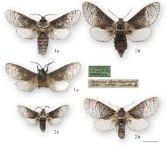 Attēlu rezultāti vaicājumam “Lamellocossus terebra”