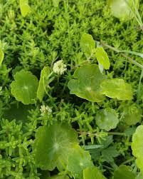 Attēlu rezultāti vaicājumam “Hydrocotyle vulgaris leaf”