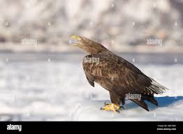 Attēlu rezultāti vaicājumam “Haliaeetus albicilla adult”