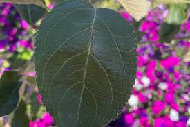Attēlu rezultāti vaicājumam “Malus domestica flower”