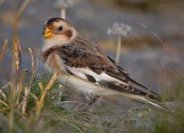 Attēlu rezultāti vaicājumam “Plectrophenax nivalis adult”