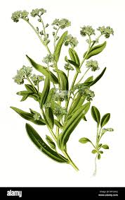 Image result for Vergissmeinnicht