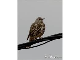 Attēlu rezultāti vaicājumam “Turdus viscivorus”