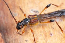 Attēlu rezultāti vaicājumam “Necydalis major”