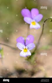 Attēlu rezultāti vaicājumam “Viola tricolor subsp. curtisii bud”