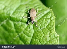 Attēlu rezultāti vaicājumam “Polydrusus mollis”