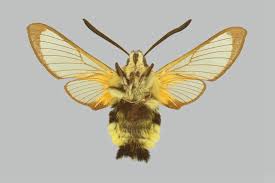 Attēlu rezultāti vaicājumam “Hemaris tityus”