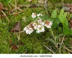 Attēlu rezultāti vaicājumam “Vaccinium vitis-idaea flower”