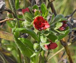 Attēlu rezultāti vaicājumam “xComagaria rosea  flower”