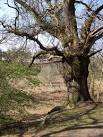 Veteran Oak on the side of the Butley river valley. - via Daymix